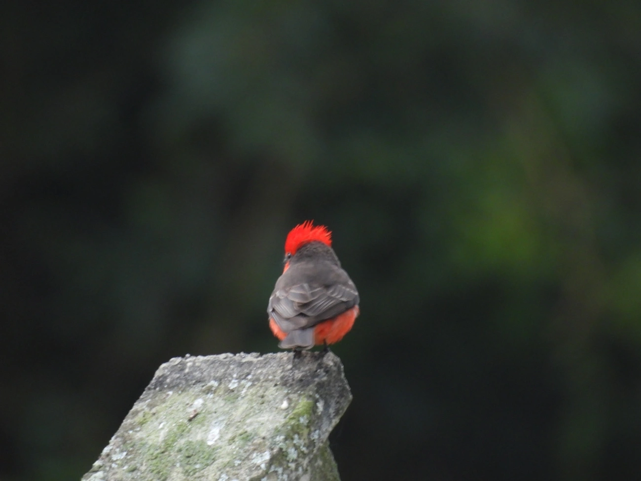 Príncipe (Pyrocephalus rubinus), aves, fotografado em Maresias, São Sebastião
