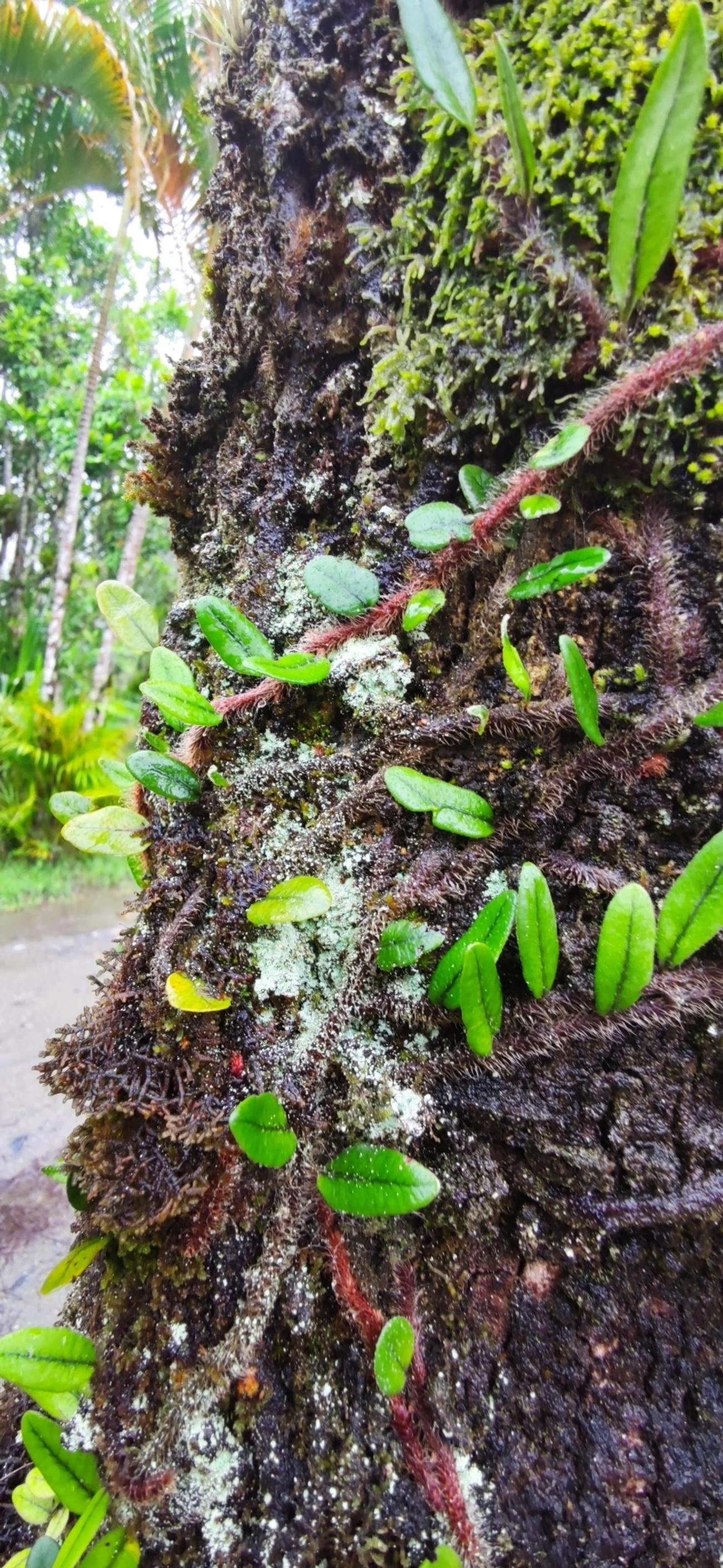 Microgramma, plantas, fotografado em Maresias, São Sebastião