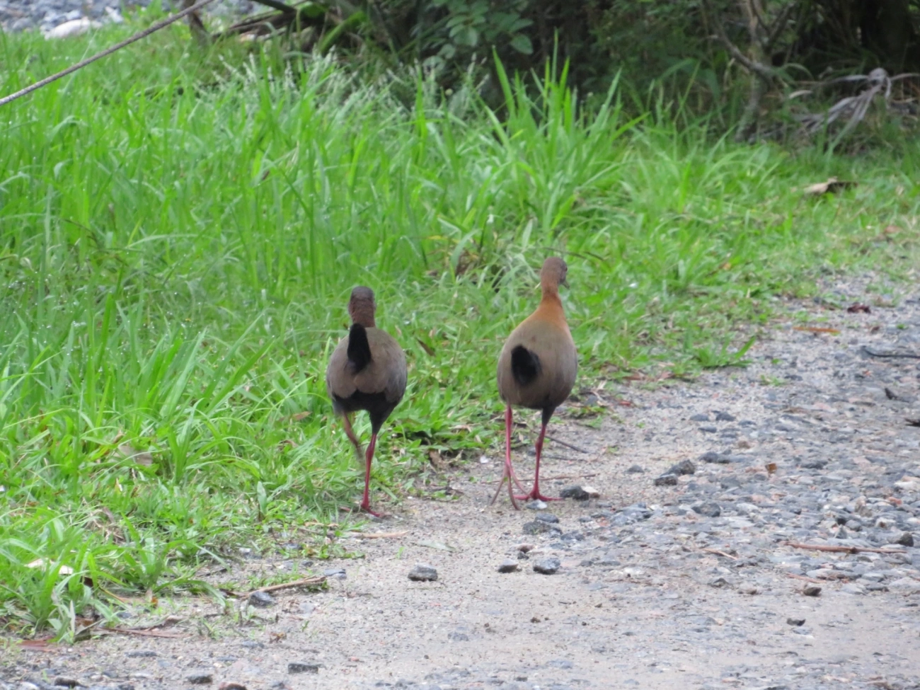 Saracura-do-mato (Aramides saracura), aves, fotografado em Maresias, São Sebastião