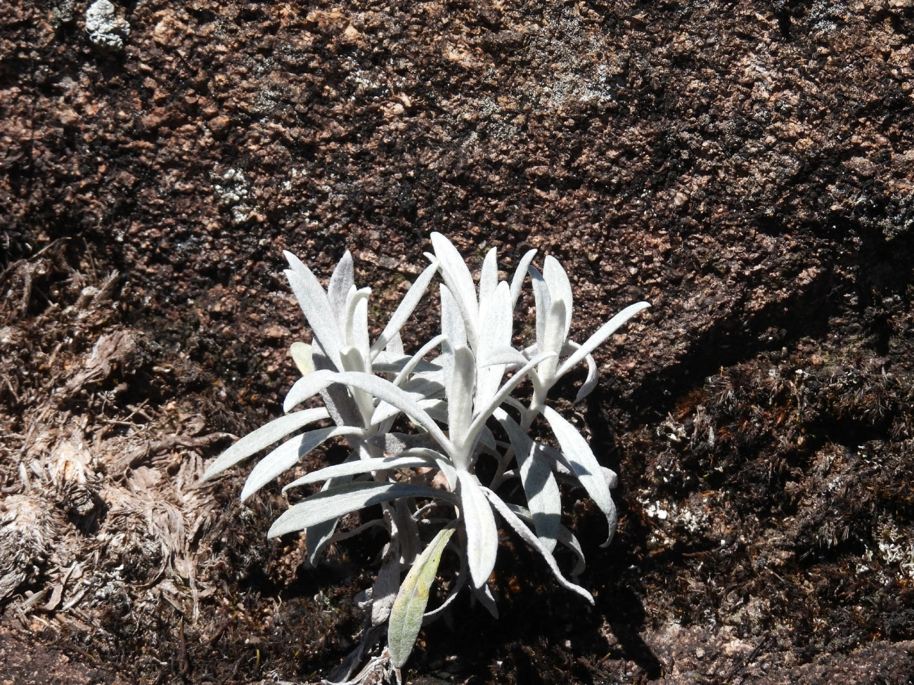 Plantas (Plantae), plantas, fotografado em Engenheiro Passos