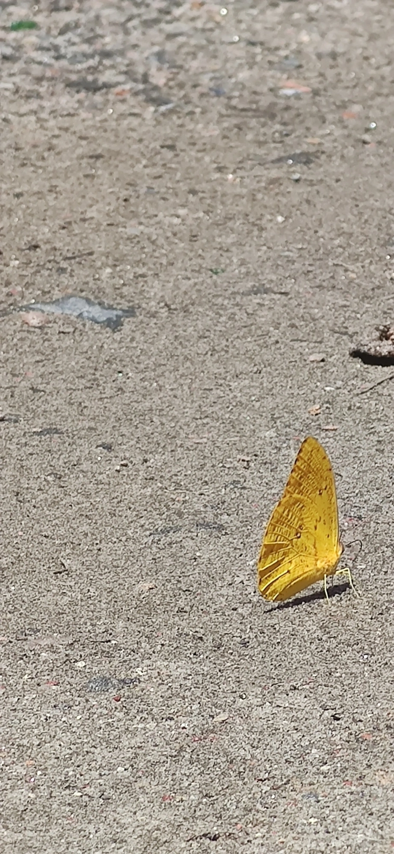Borboleta-amarela (Phoebis argante), insetos, fotografado em Maresias, São Sebastião