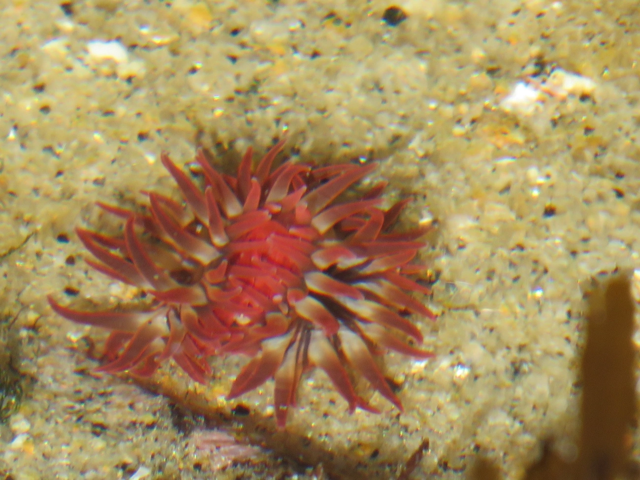 Anêmona-do-sargaço (Anemonia sargassensis), cnidários, fotografado em Maresias, São Sebastião
