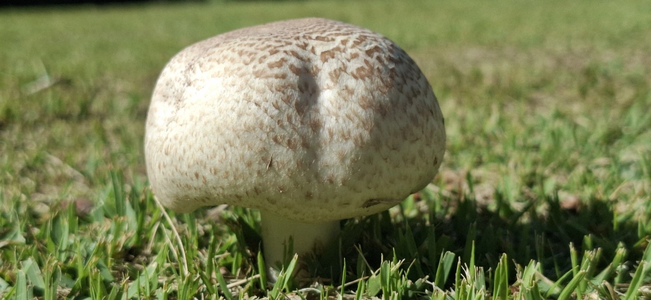 Champinhons e afins (Agaricus), fungos, fotografado em Amparo