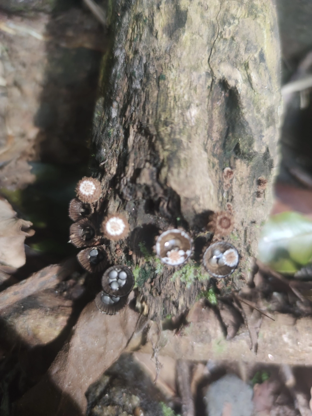 Ninho-de-pássaro-do-esterco (Cyathus stercoreus), fungos, fotografado em São Sebastião