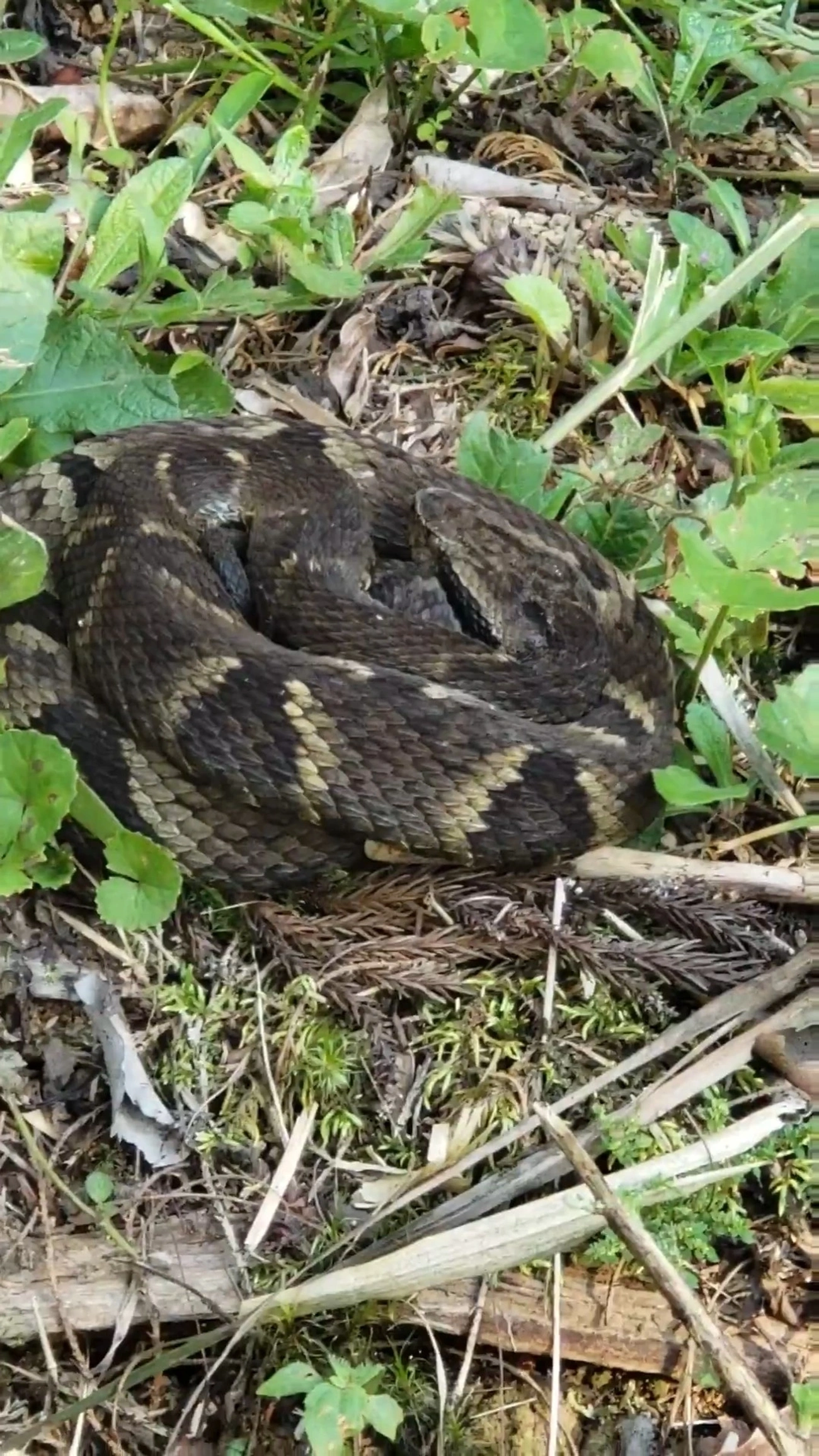 Jararaca-da-mata (Bothrops jararaca), répteis, fotografado em Itatiaia