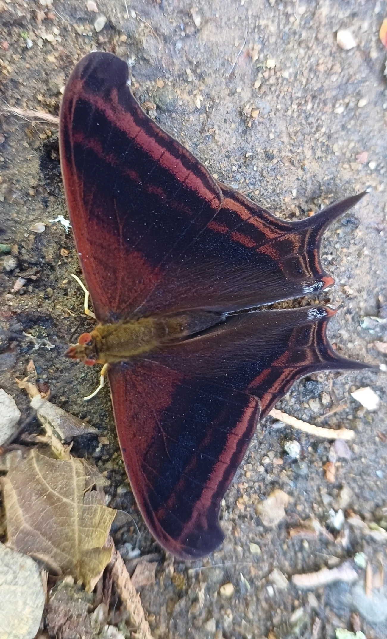 Marpesia zerynthia, insetos, fotografado em Maromba, Visconde de Mauá