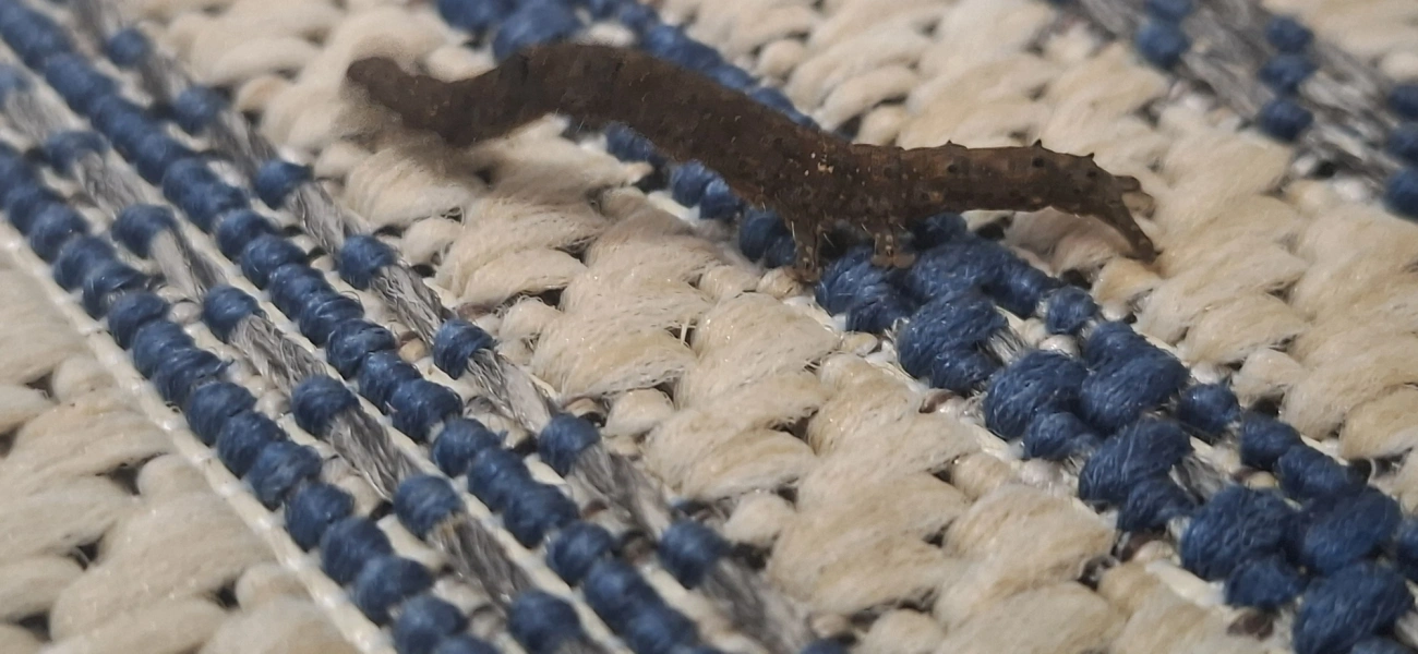 Erebidae, insetos, fotografado em Cabreúva