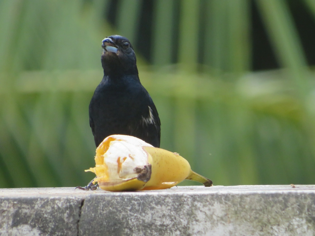 Tiê-preto (Tachyphonus coronatus), aves, fotografado em Maresias, São Sebastião