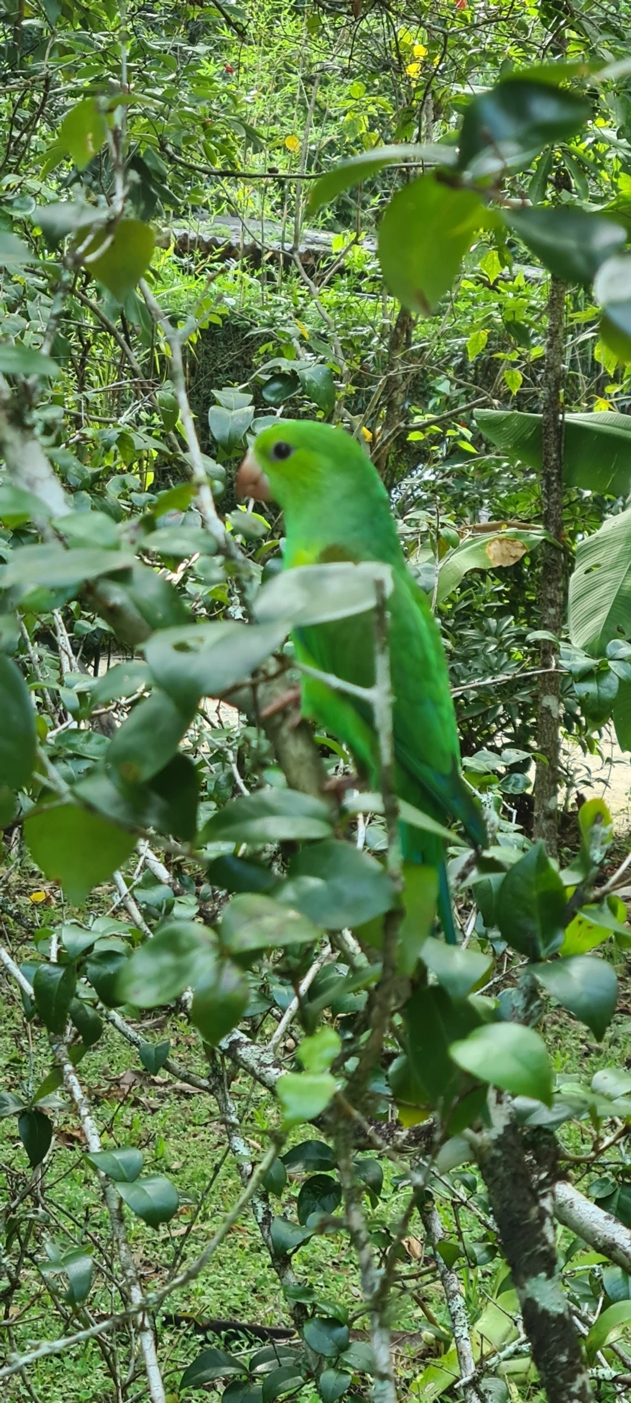Periquito-rico (Brotogeris tirica), aves, fotografado em Maresias, São Sebastião