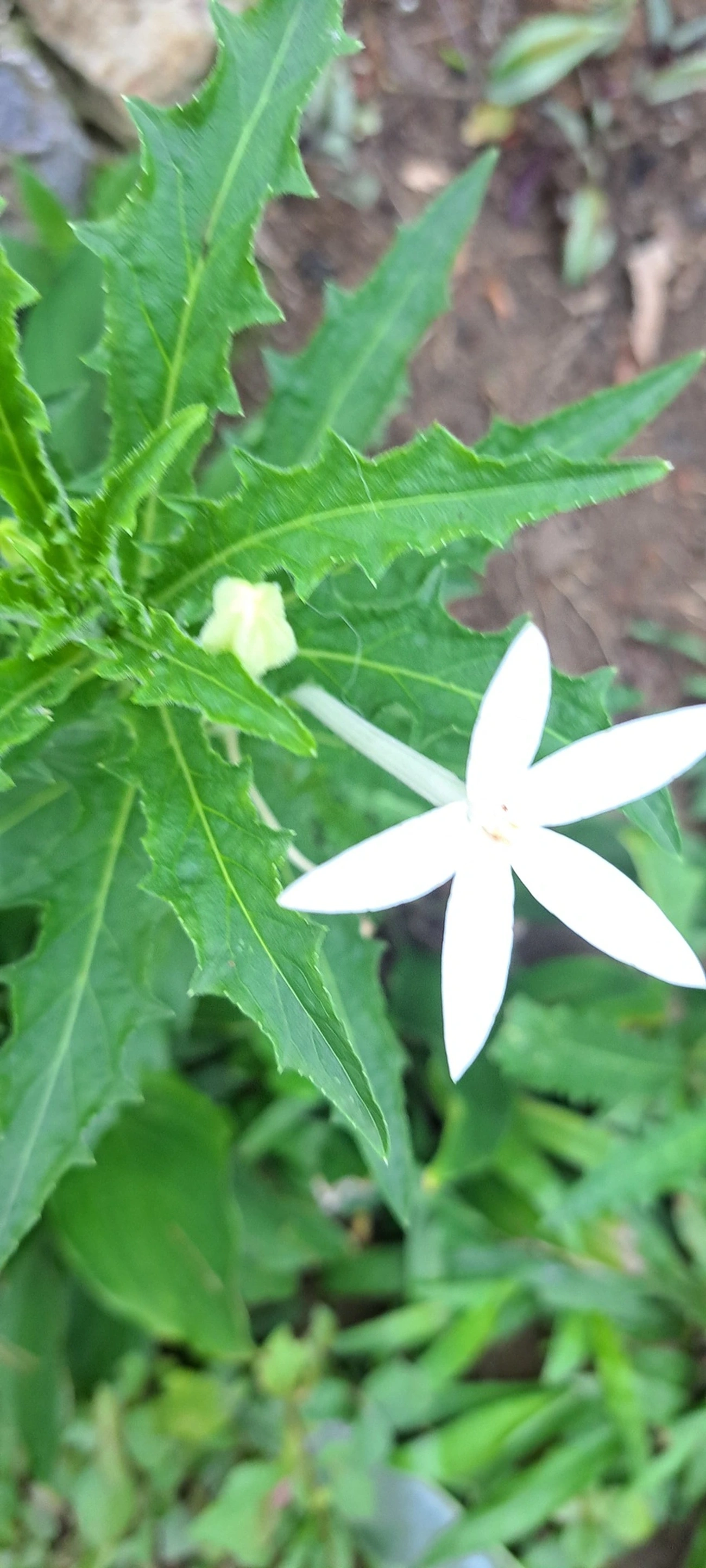 Arrebenta-boi (Hippobroma longiflora), plantas, fotografado em Maresias, São Sebastião