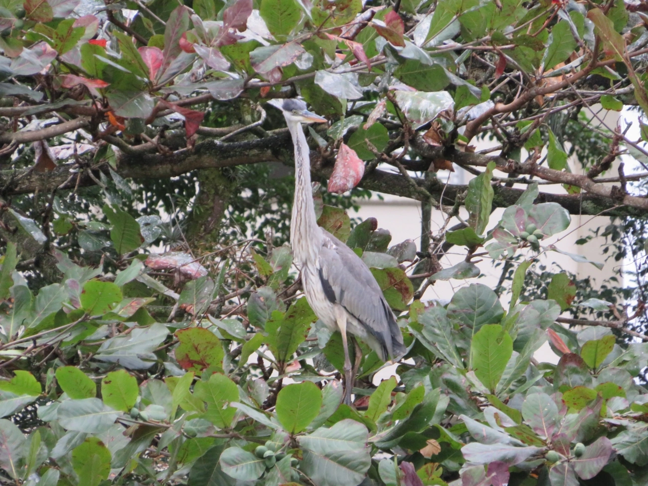 Garça-moura (Ardea cocoi), aves, fotografado em Maresias, São Sebastião