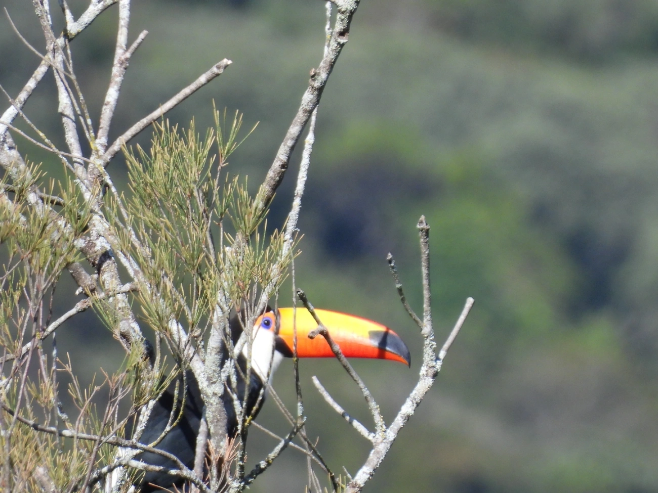 Tucano-toco (Ramphastos toco), aves, fotografado em Itamonte
