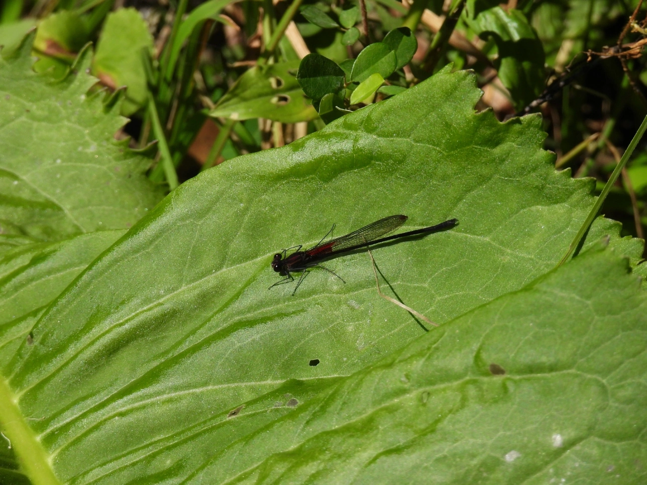 Hetaerina, insetos, fotografado em Catuçaba, São Luíz do Paraitinga