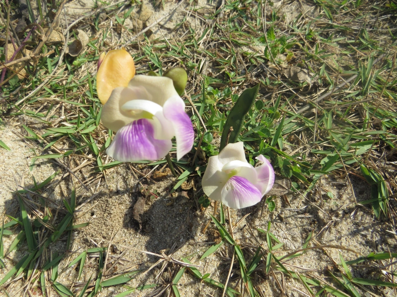 Phaseolinae, plantas, fotografado em Indaiá, Caraguatatuba