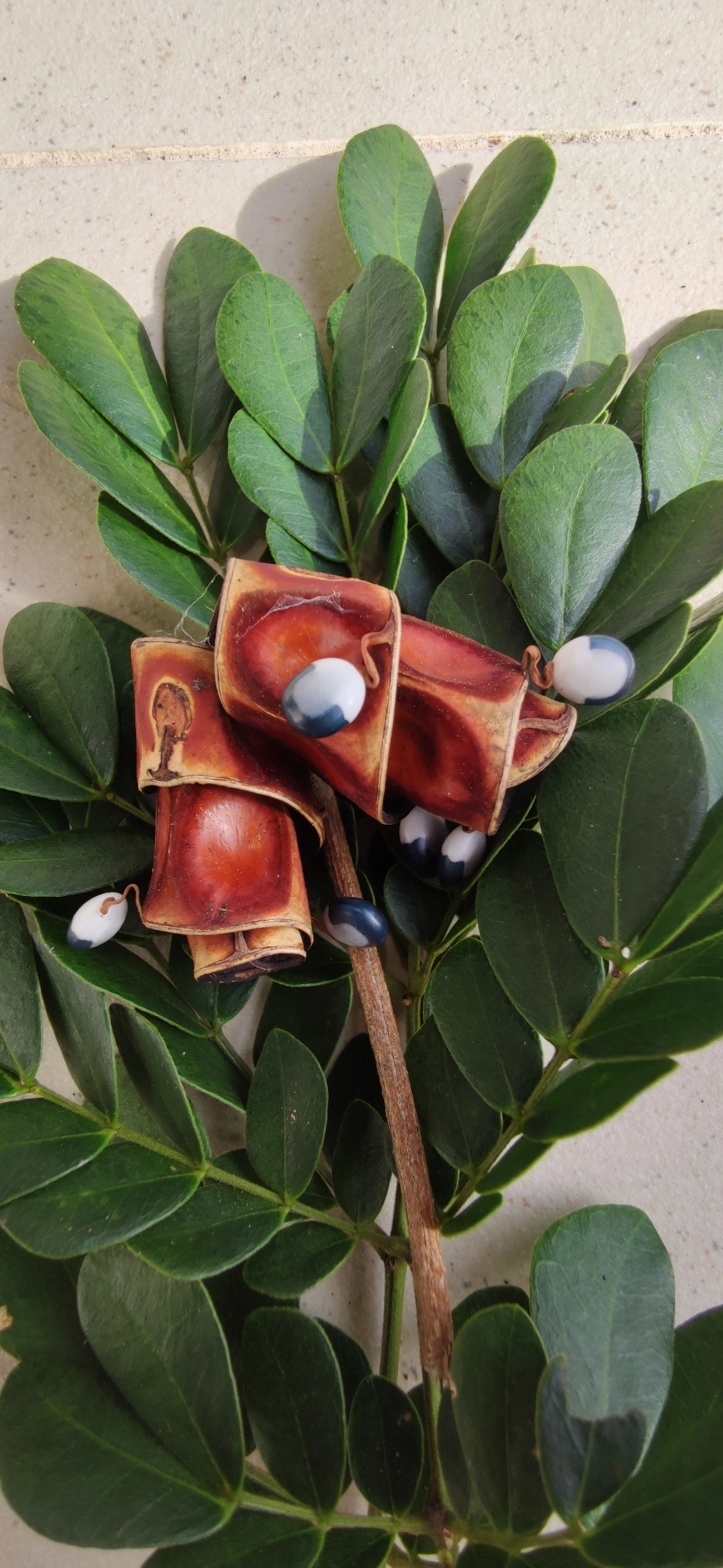 Ingarana (Jupunba trapezifolia micradenia), plantas, fotografado em Maresias, São Sebastião