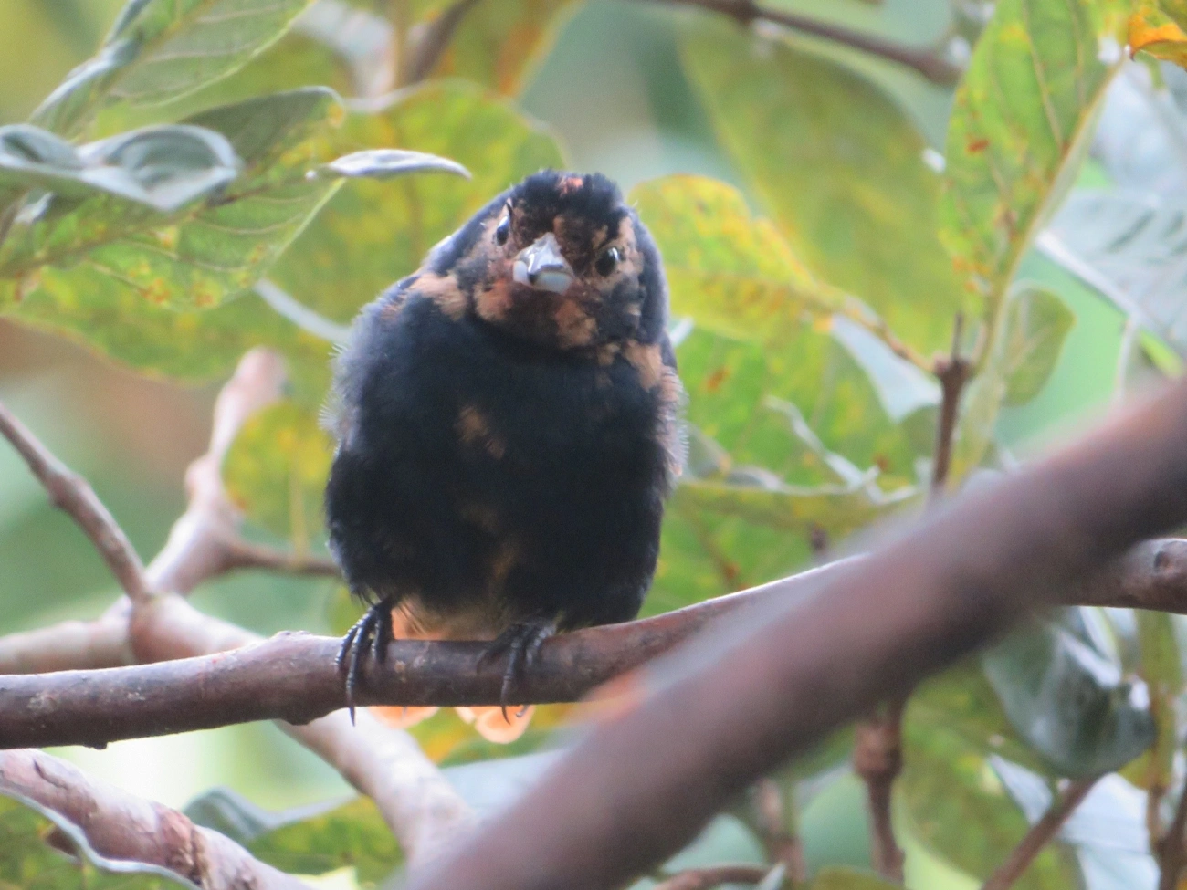 Tiê-preto (Tachyphonus coronatus), aves, fotografado em Maresias, São Sebastião