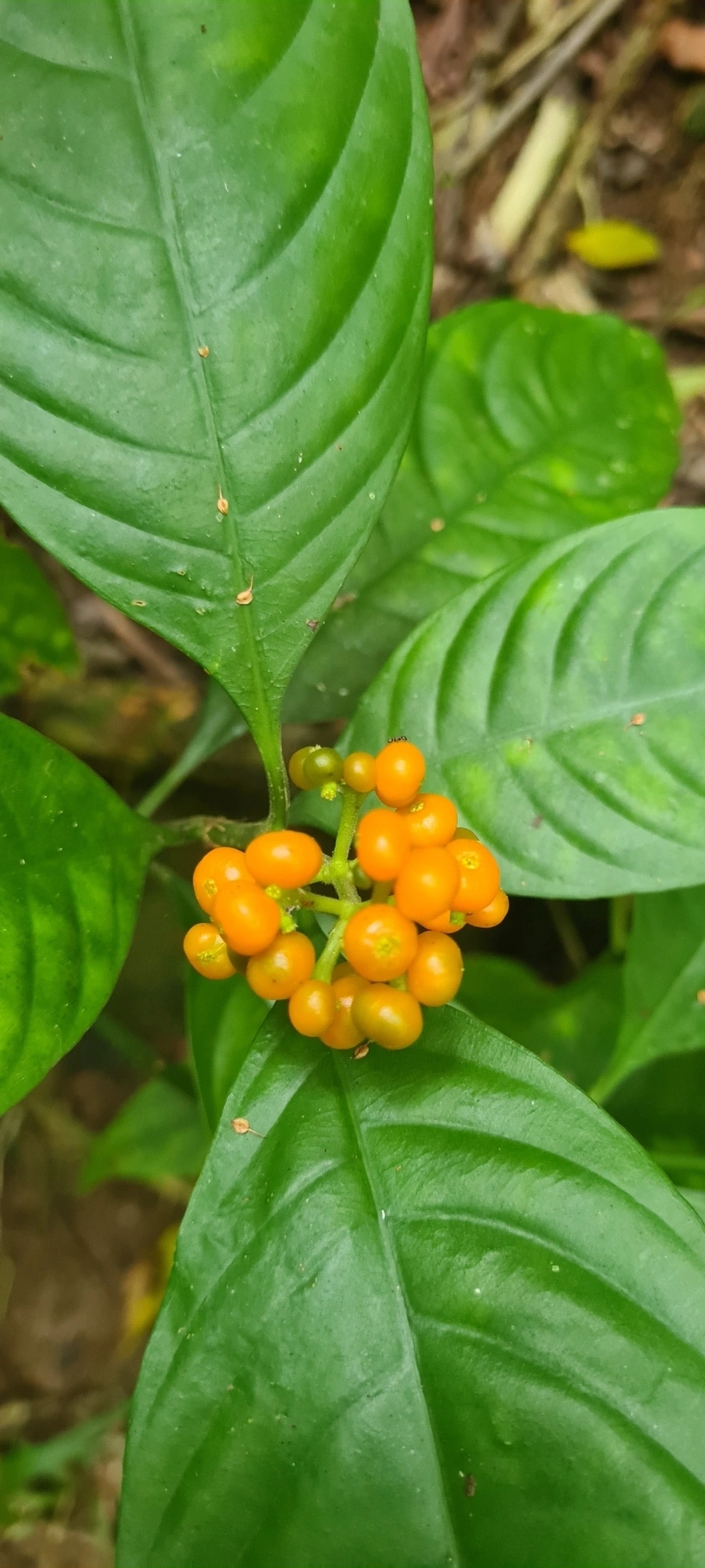 Palicourea racemosa, plantas, fotografado em Maresias, São Sebastião