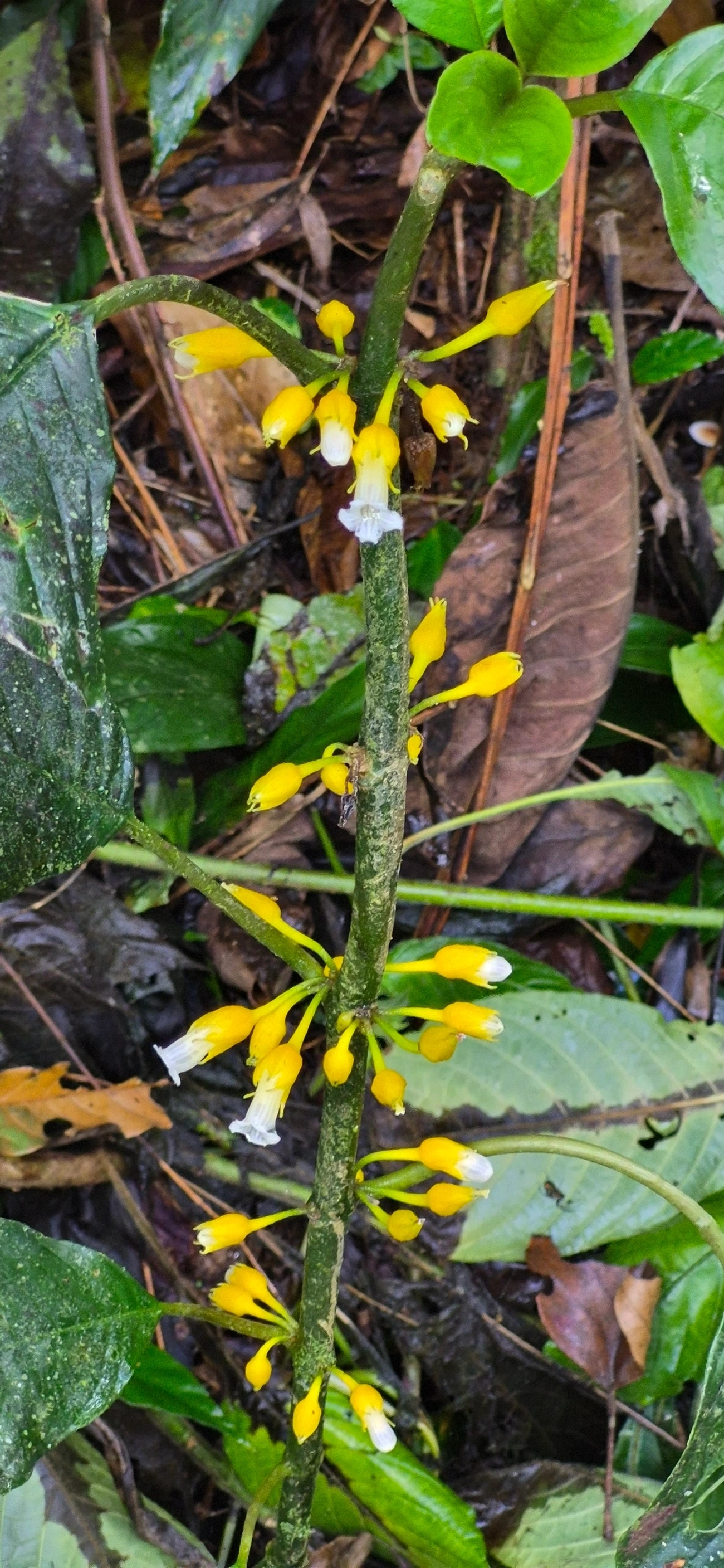 Amarelinha-bicudinha-da-mata (Besleria longimucronata), plantas, fotografado em Camburí, São Sebastião
