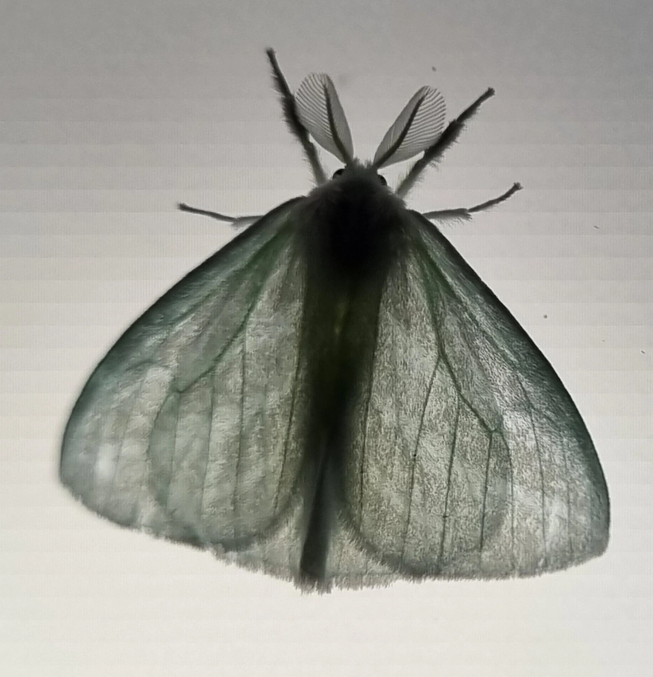 Caviria, insetos, fotografado em Maresias, São Sebastião