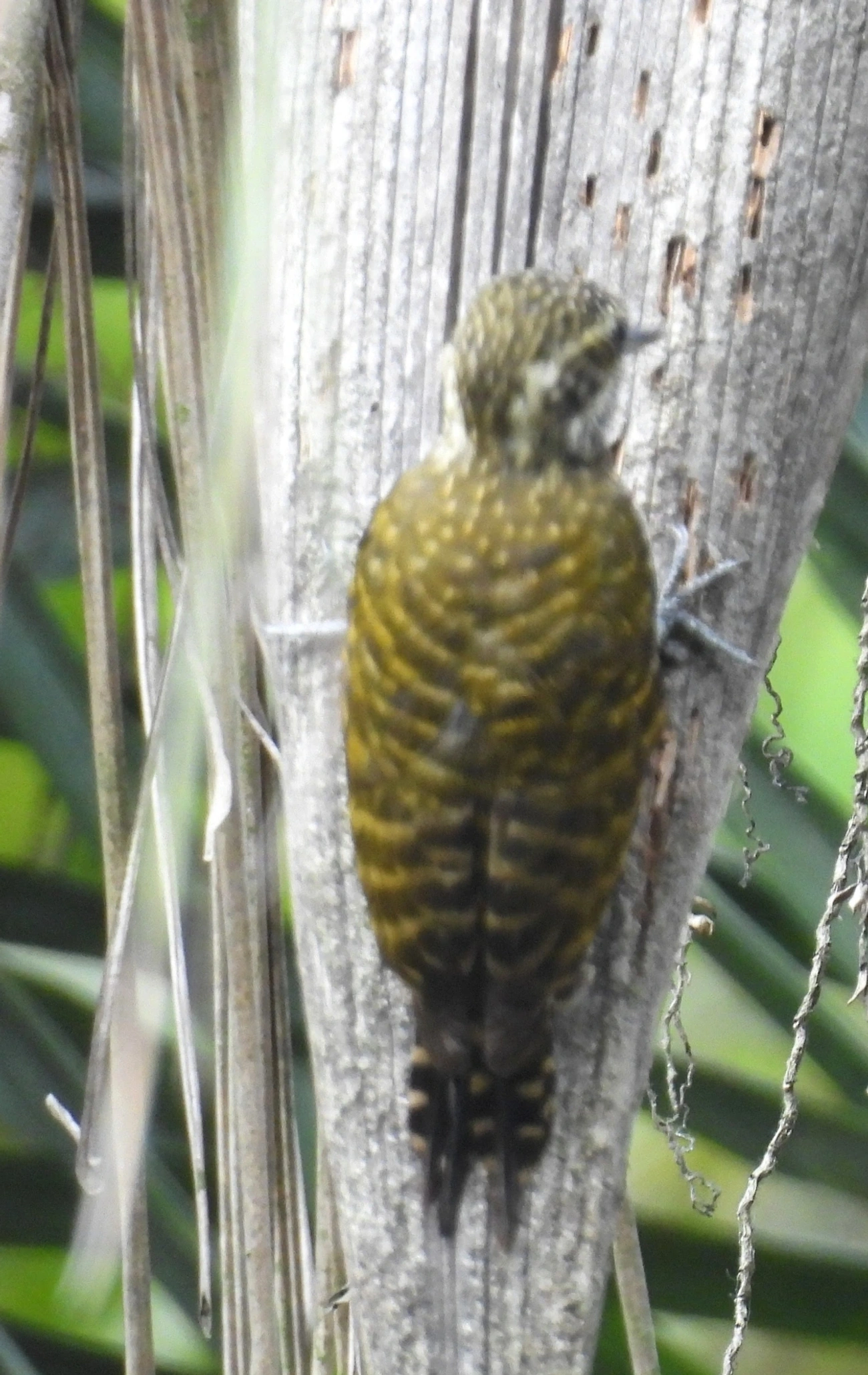 Picapauzinho-verde-carijó (Veniliornis spilogaster), aves, fotografado em Santa Isabel