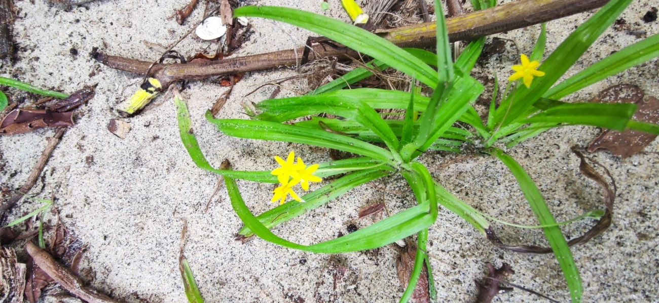 Tiririca-de-Flor-Amarela (Hypoxis decumbens), plantas, fotografado em Paúba, São Sebastião