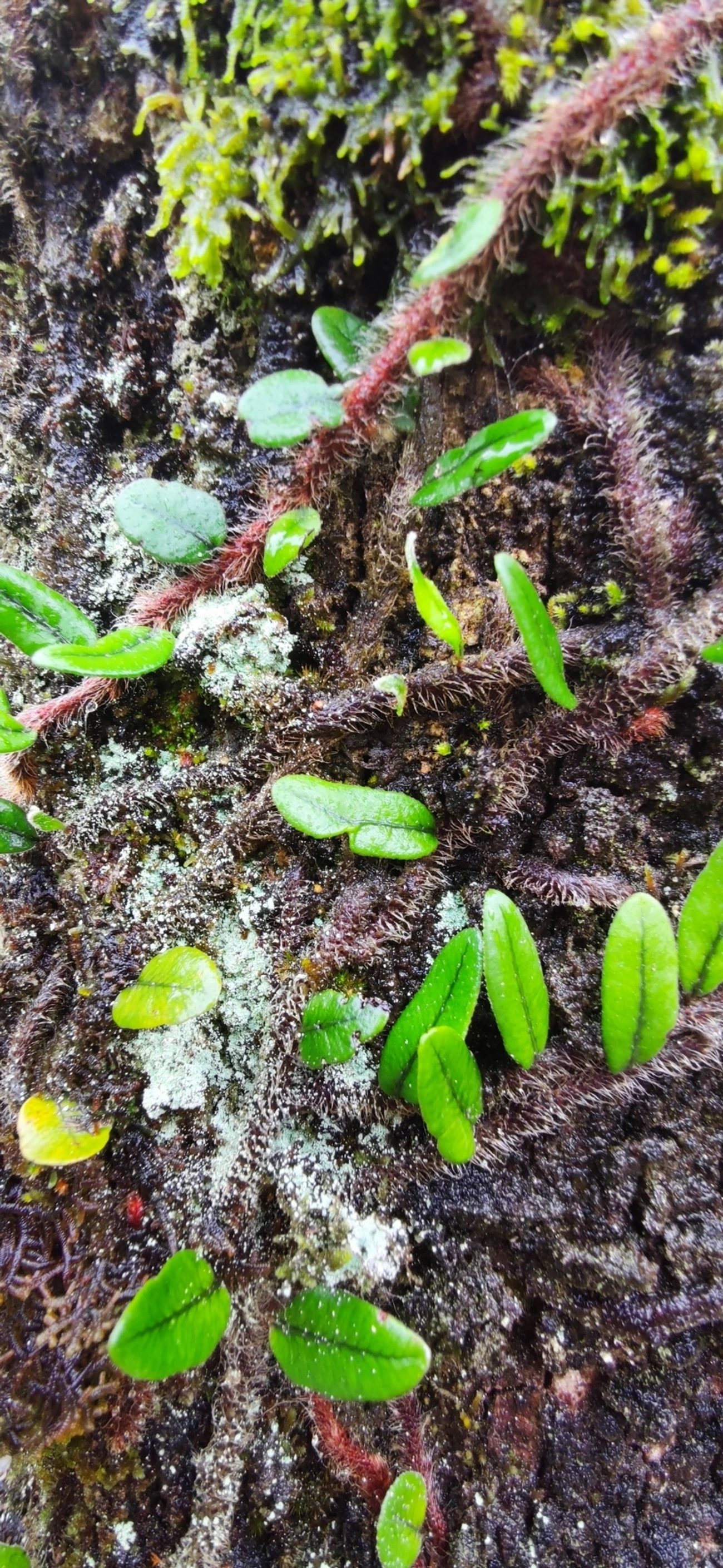 Microgramma, plantas, fotografado em Maresias, São Sebastião