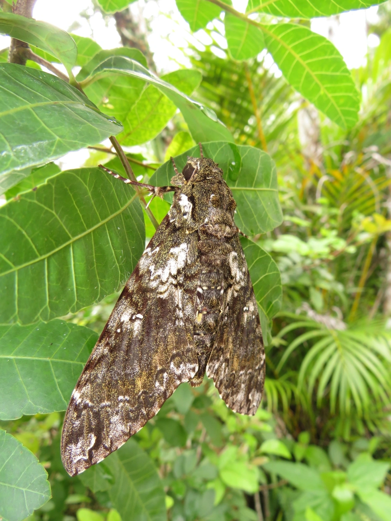 Esfinge-de-Duponchel (Cocytius duponchel), insetos, fotografado em Maresias, São Sebastião