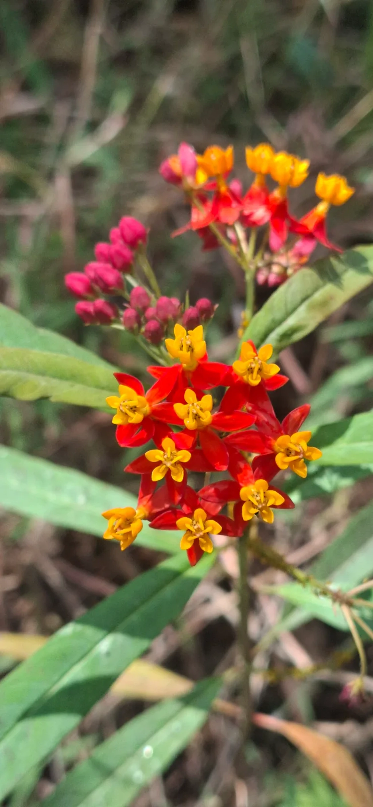 Oficial-de-sala (Asclepias curassavica), plantas, fotografado em Itamonte