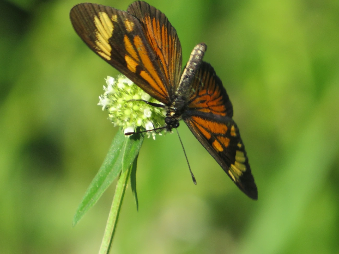 Actinotes (Actinote), insetos, fotografado em Maresias, São Sebastião