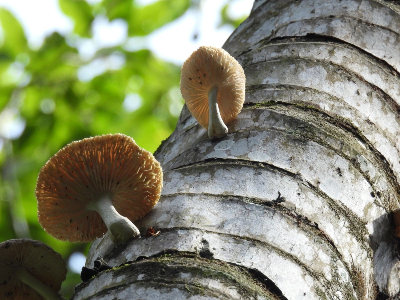 Cogumelo-de-coco (Oudemansiella cubensis), fungos, fotografado em Paúba, São Sebastião