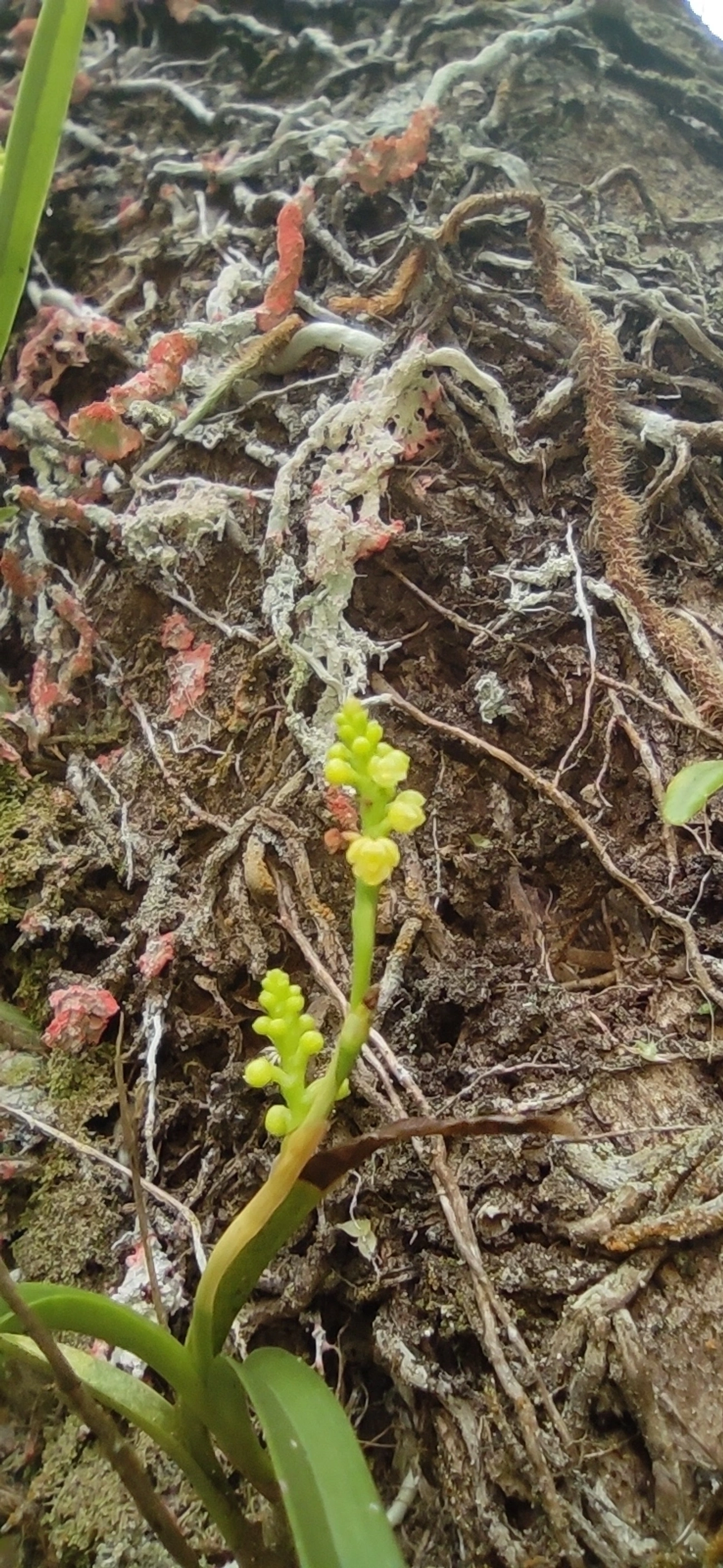 Polystachya, plantas, fotografado em Maresias, São Sebastião