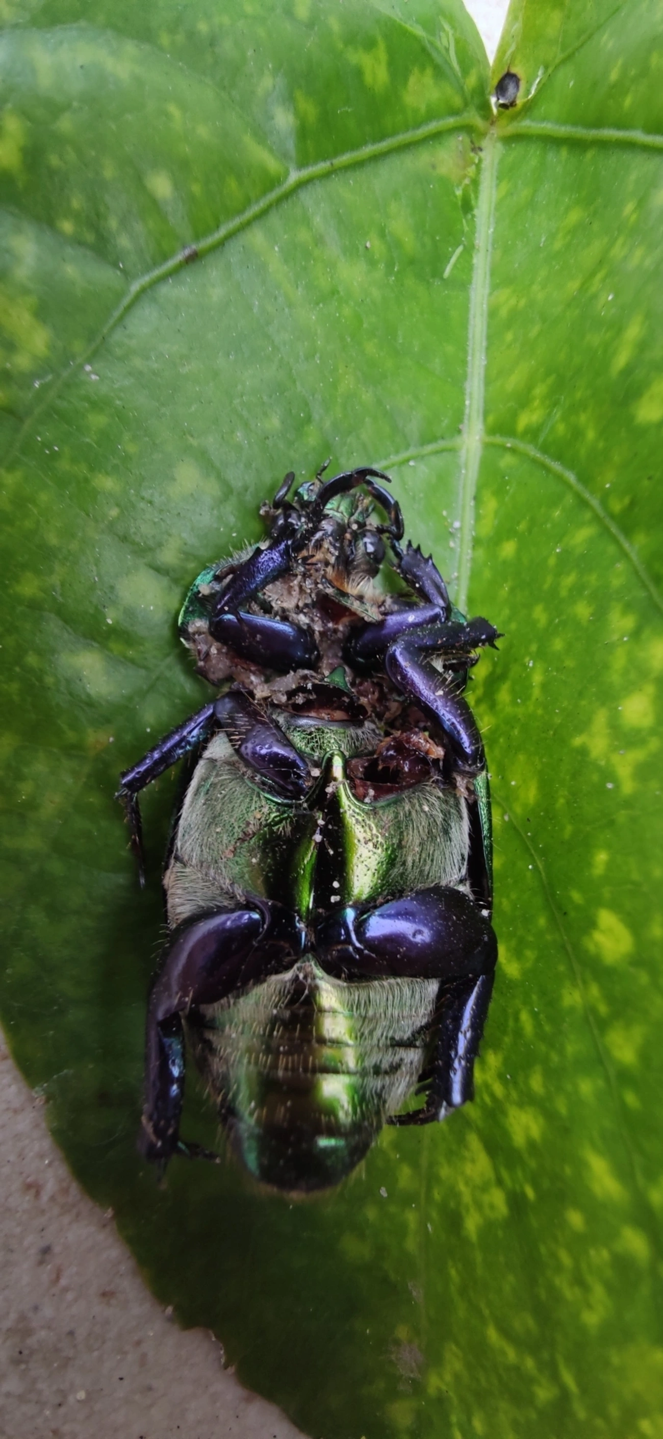 Pelidnota cyanipes, insetos, fotografado em Maresias, São Sebastião
