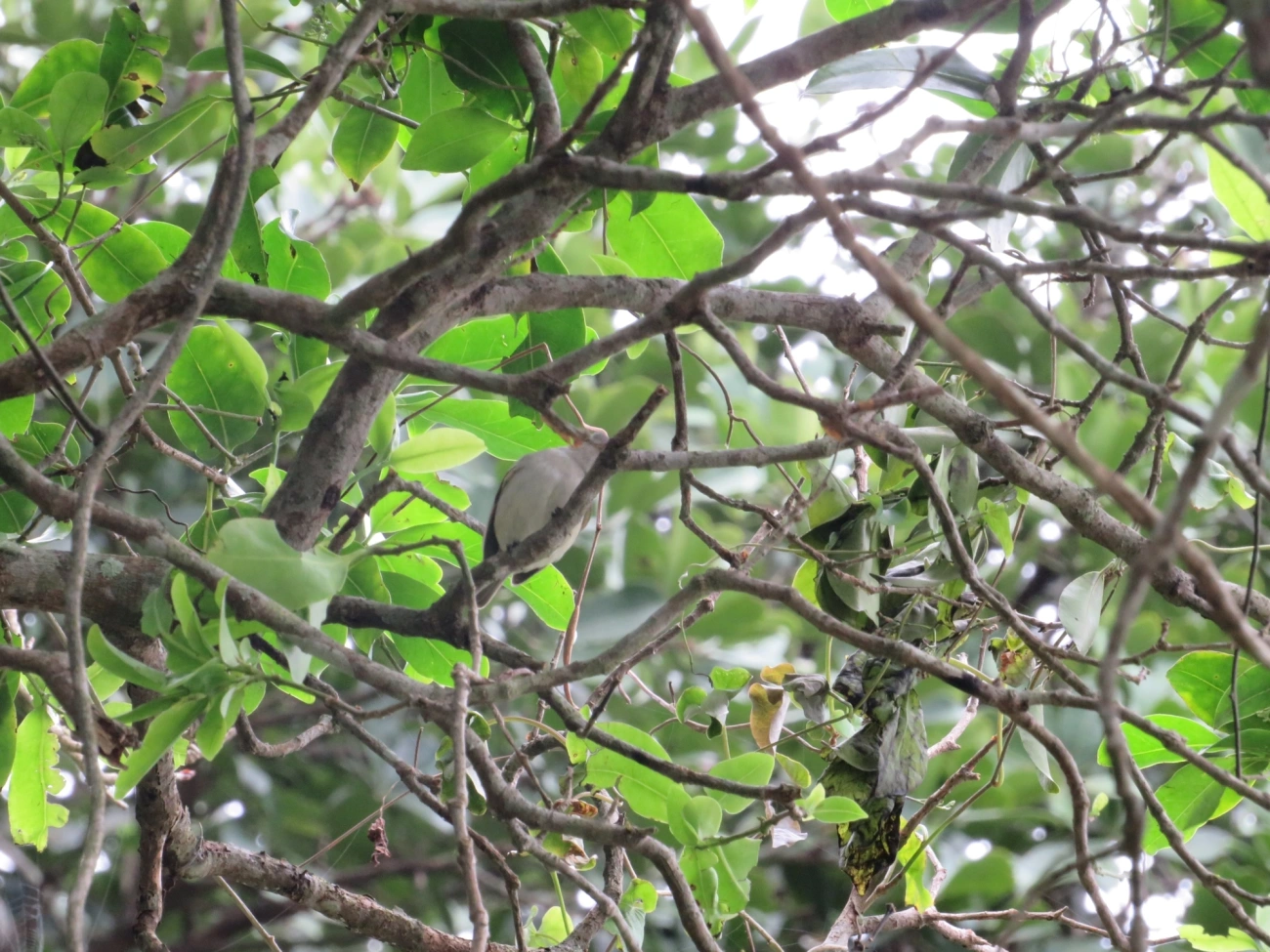 Risadinha (Camptostoma obsoletum), aves, fotografado em Maresias, São Sebastião