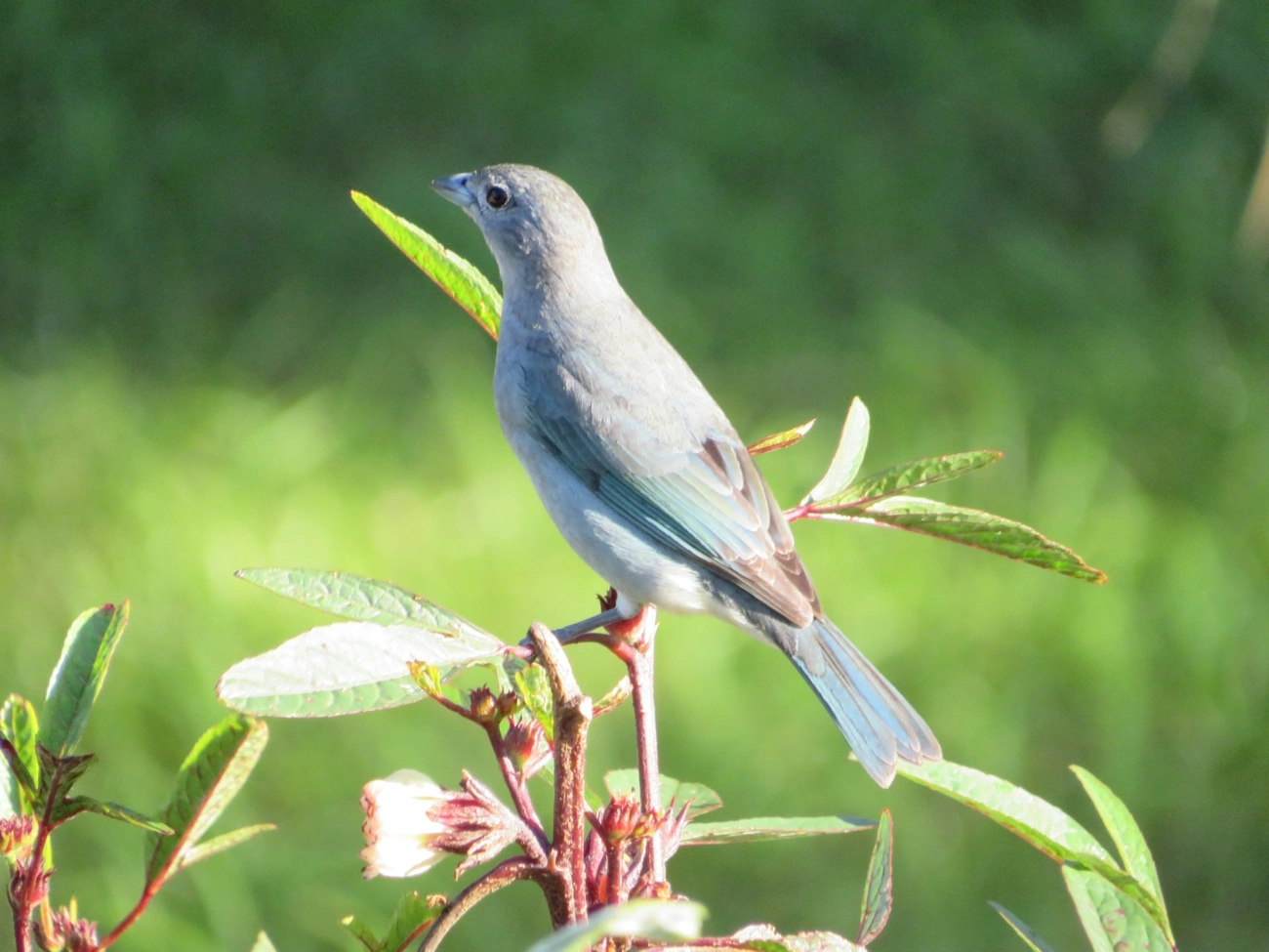 Sanhaço-cinzento (Thraupis sayaca), aves, fotografado em Maresias, São Sebastião
