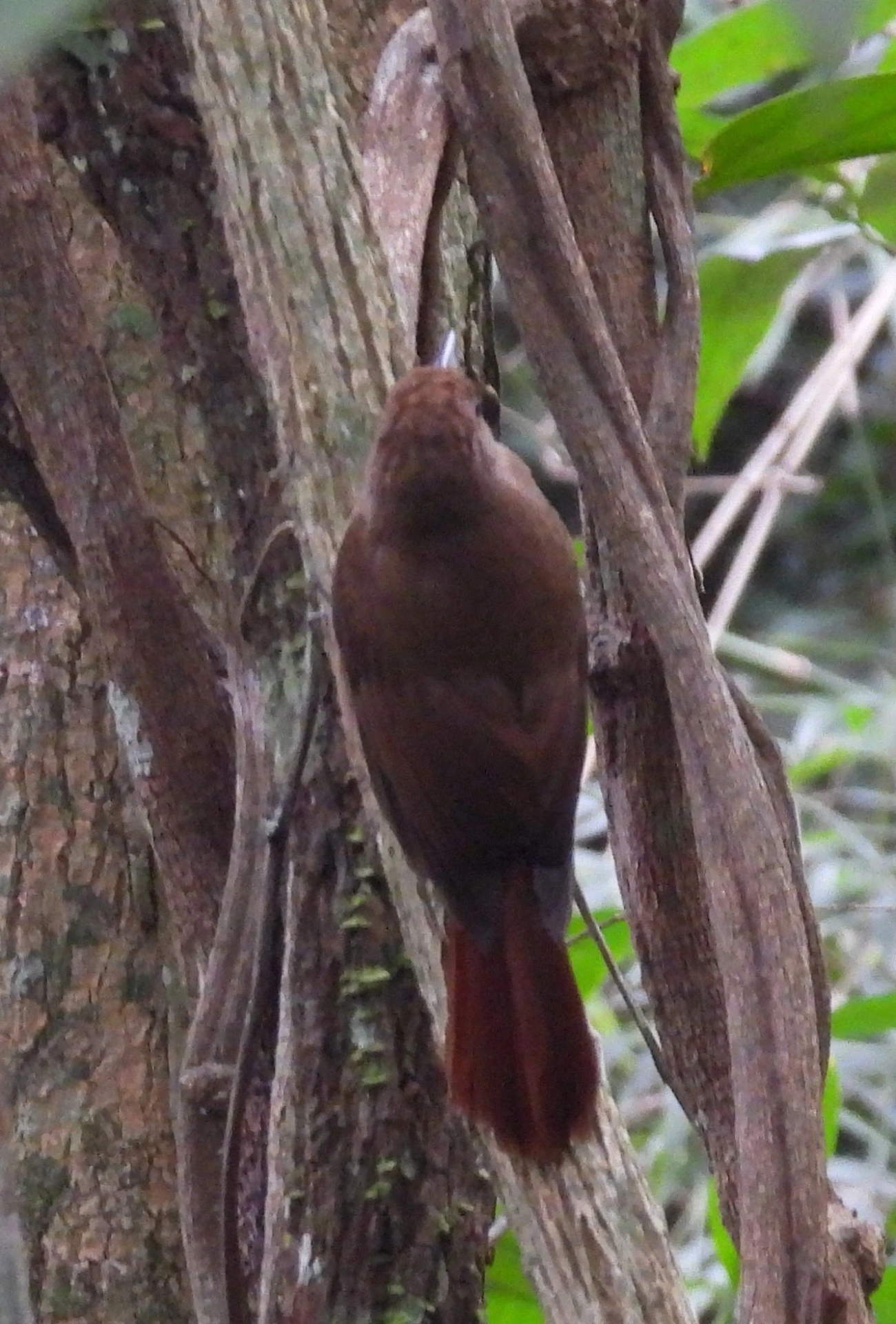 Arapaçu-liso (Dendrocincla turdina), aves, fotografado em Castelhanos, Ilhabela