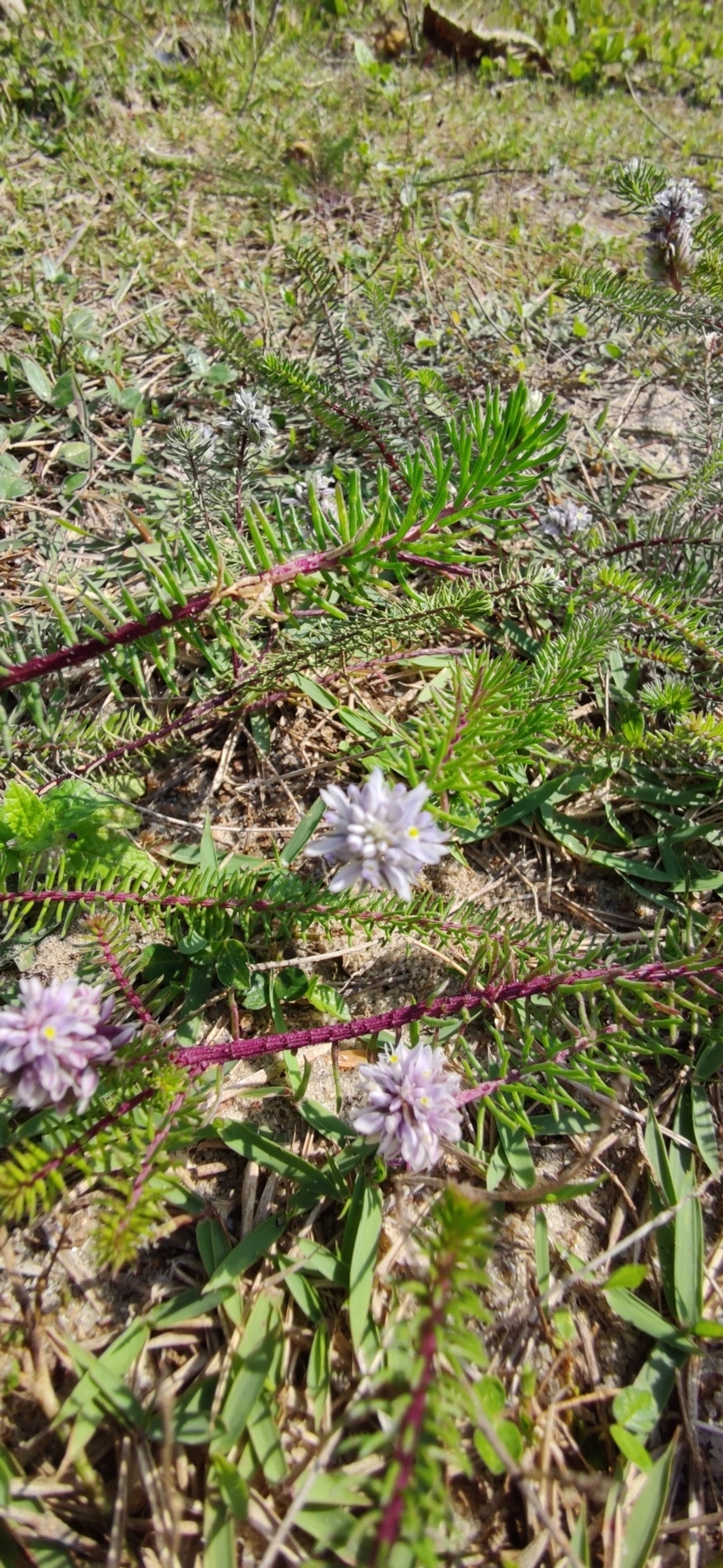 Lychnophora, plantas, fotografado em Indaiá, Caraguatatuba