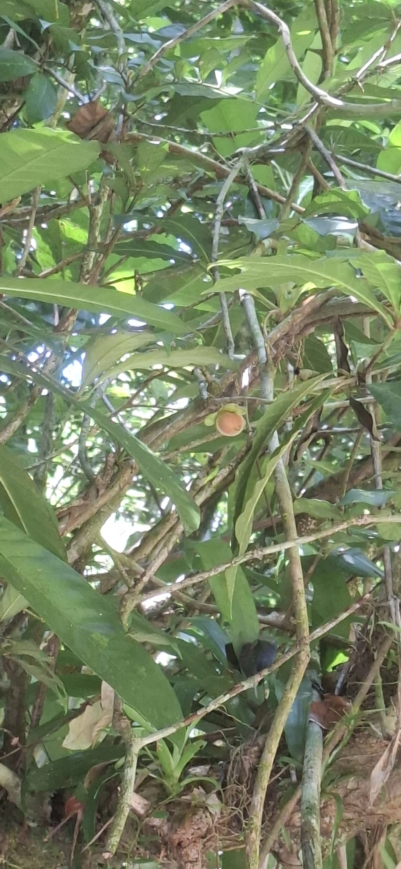 Doliocarpus, plantas, fotografado em Cachoeira das Sete Quedas Maresias, São Sebastião