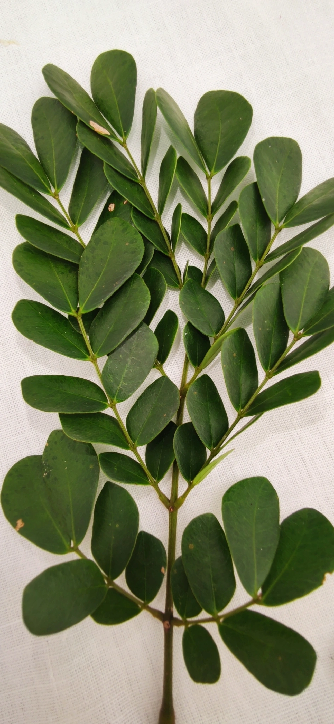 Ingarana (Jupunba trapezifolia micradenia), plantas, fotografado em Maresias, São Sebastião