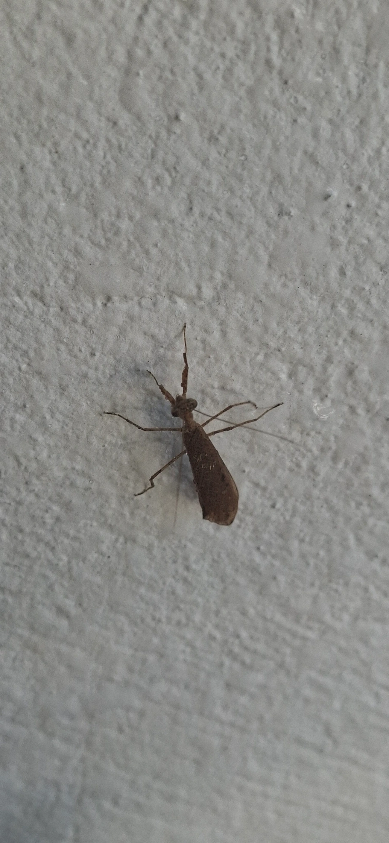 Miobantia, insetos, fotografado em Maresias, São Sebastião