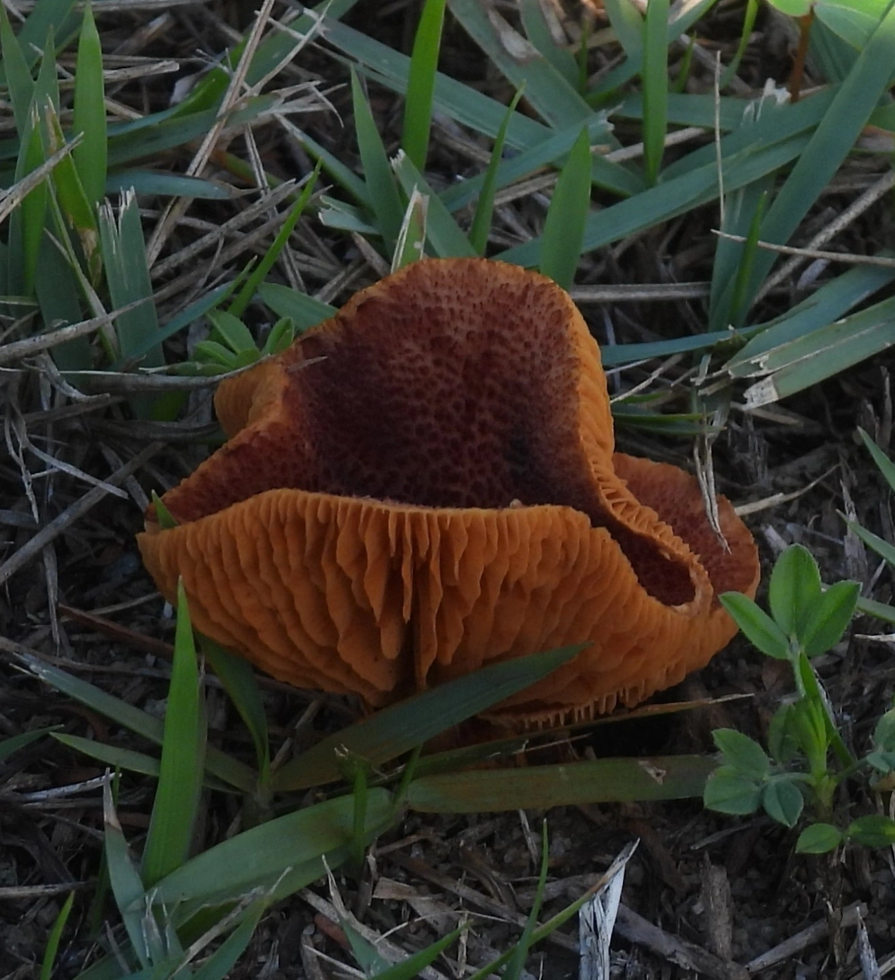 Gymnopilus cyanopalmicola, fungos, fotografado em Maresias, São Sebastião