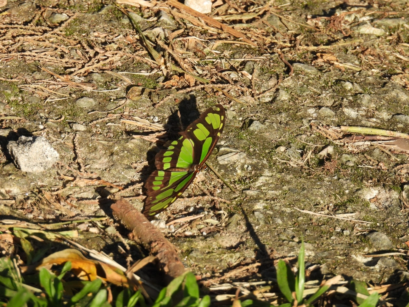 Borboleta-esmeralda (Philaethria wernickei), insetos, fotografado em Maresias, São Sebastião