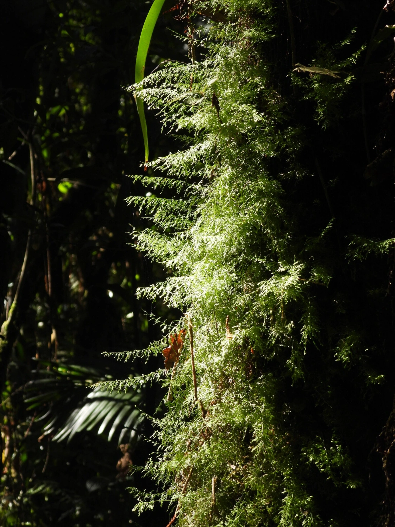 Trichomanes, plantas, fotografado em Resende