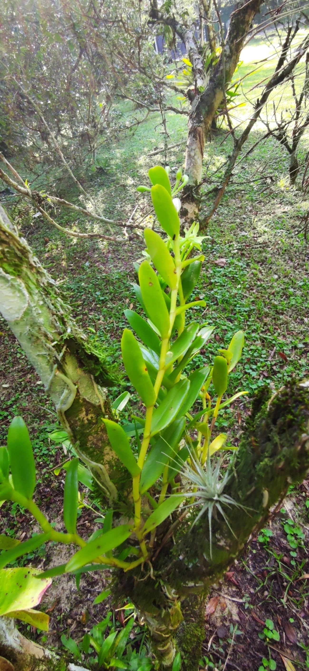 Epidendrum difforme, plantas, fotografado em Maresias, São Sebastião