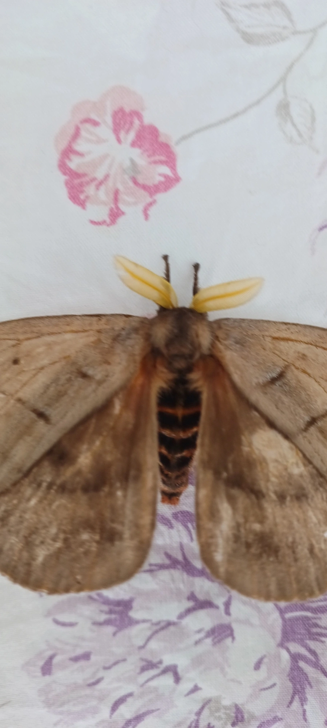 Periphoba, insetos, fotografado em Maresias, São Sebastião