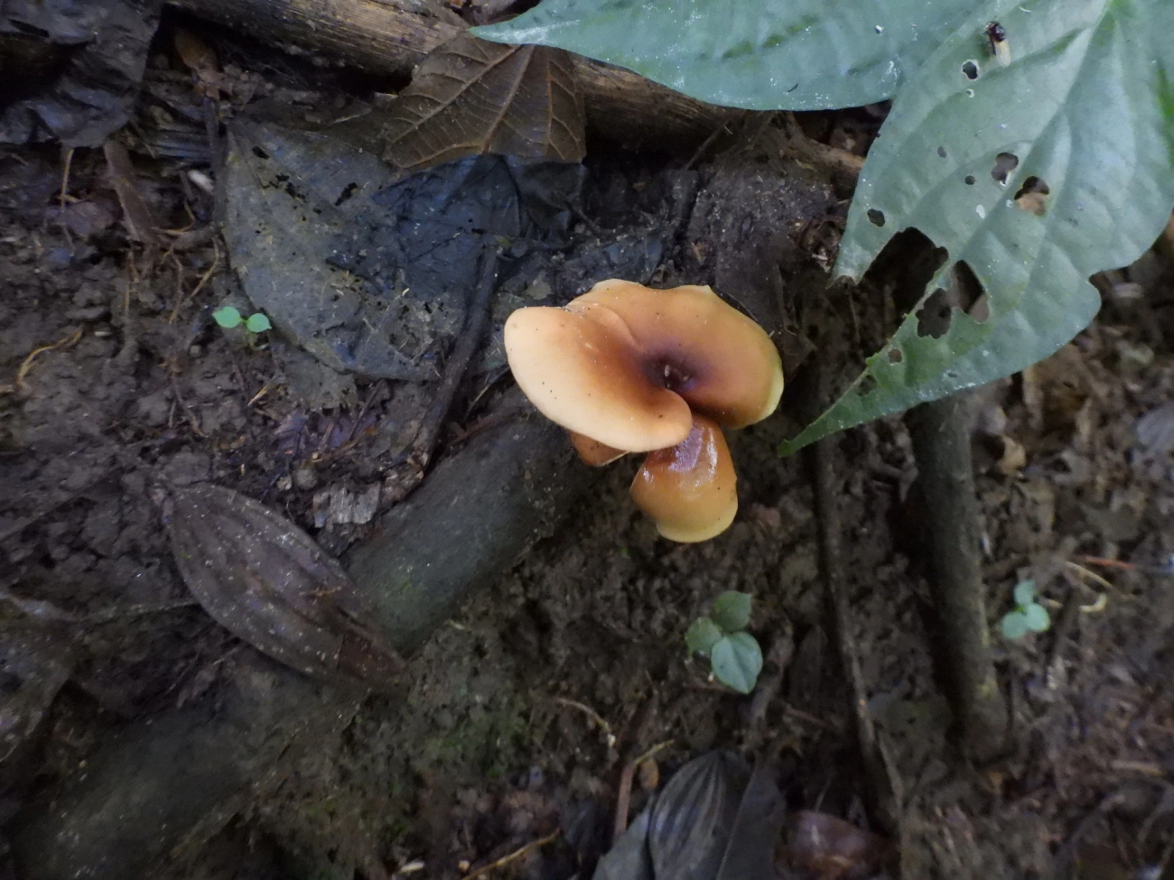 Cogumelos Lamelados (Agaricales), fungos, fotografado em Paranapiacaba, Santo André