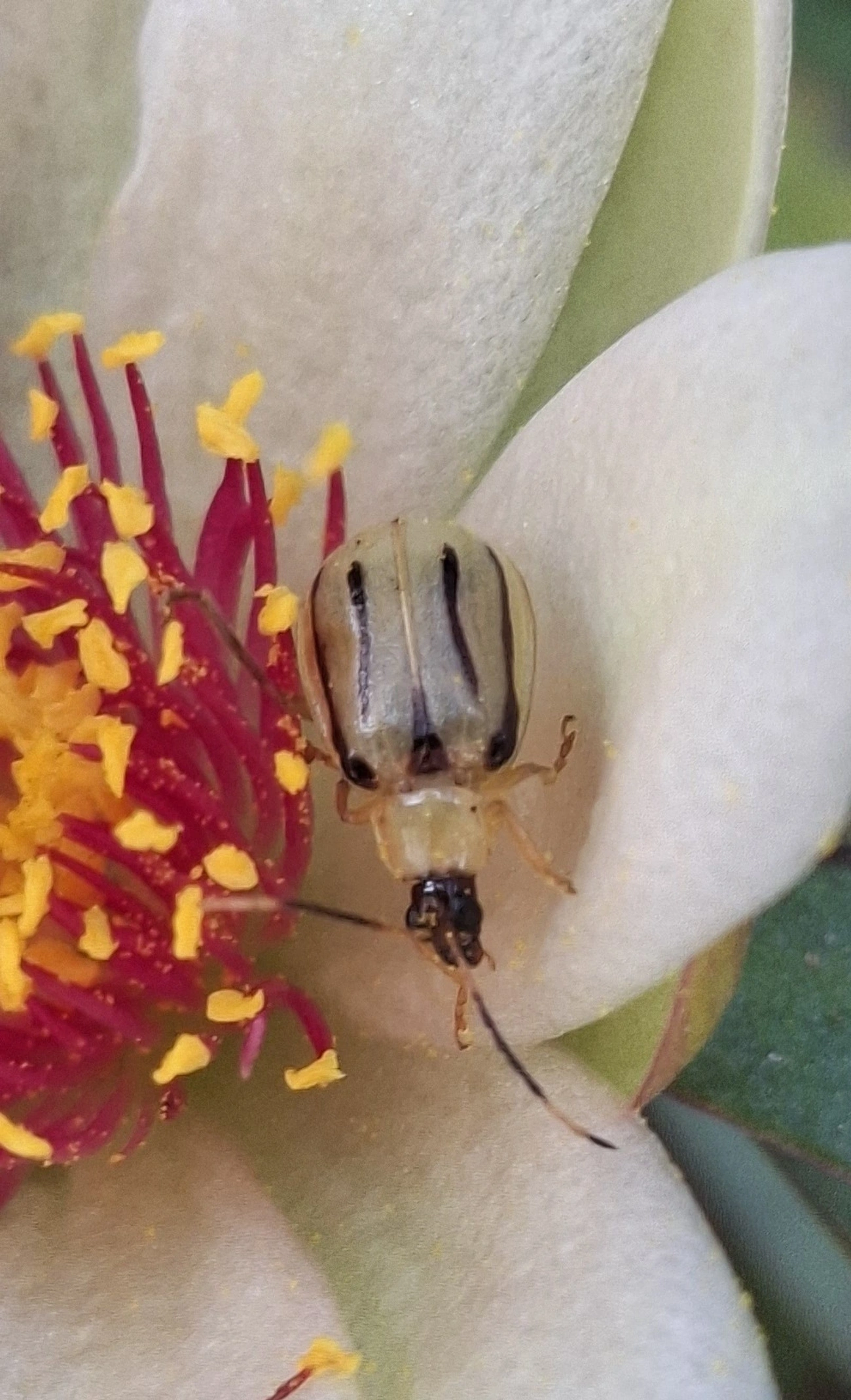 Diabrotica, insetos, fotografado em Maresias, São Sebastião