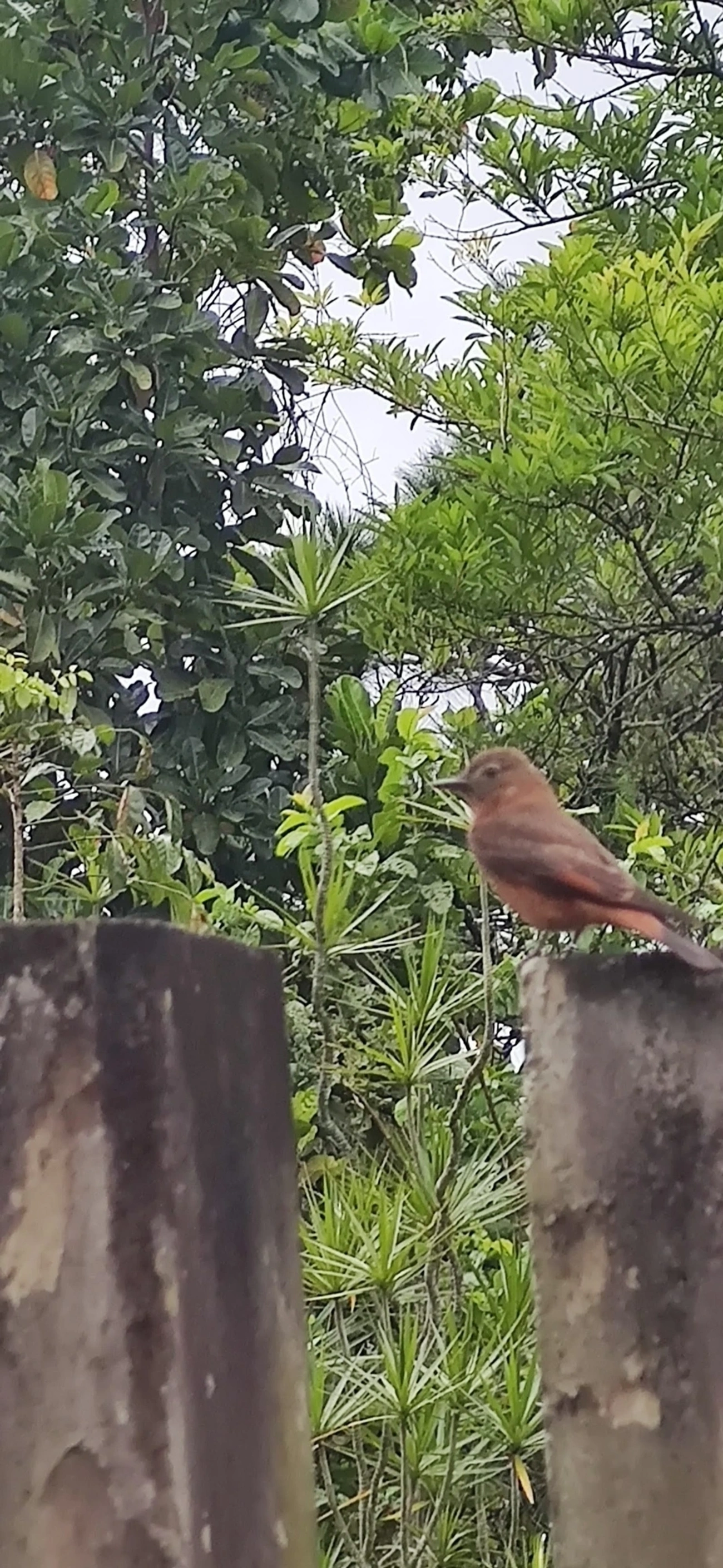 Gibão-de-couro (Hirundinea ferruginea), aves, fotografado em Maresias, São Sebastião
