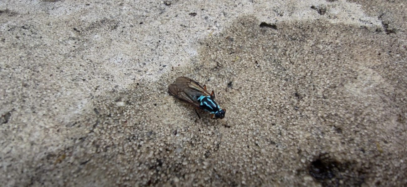 Mutuca (Raphiocera armata), insetos, fotografado em Ilhabela