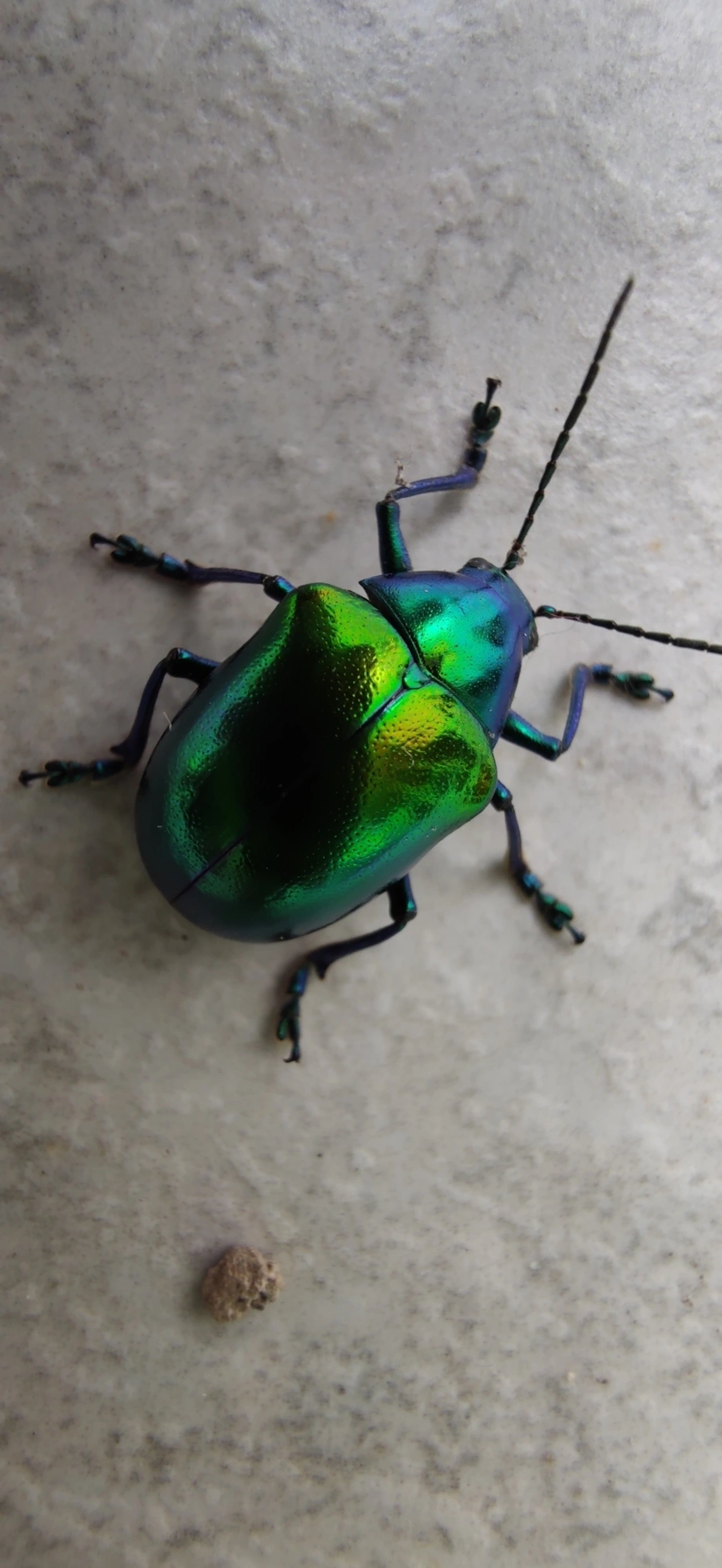 Eumolpus ignitus, insetos, fotografado em Maresias, São Sebastião
