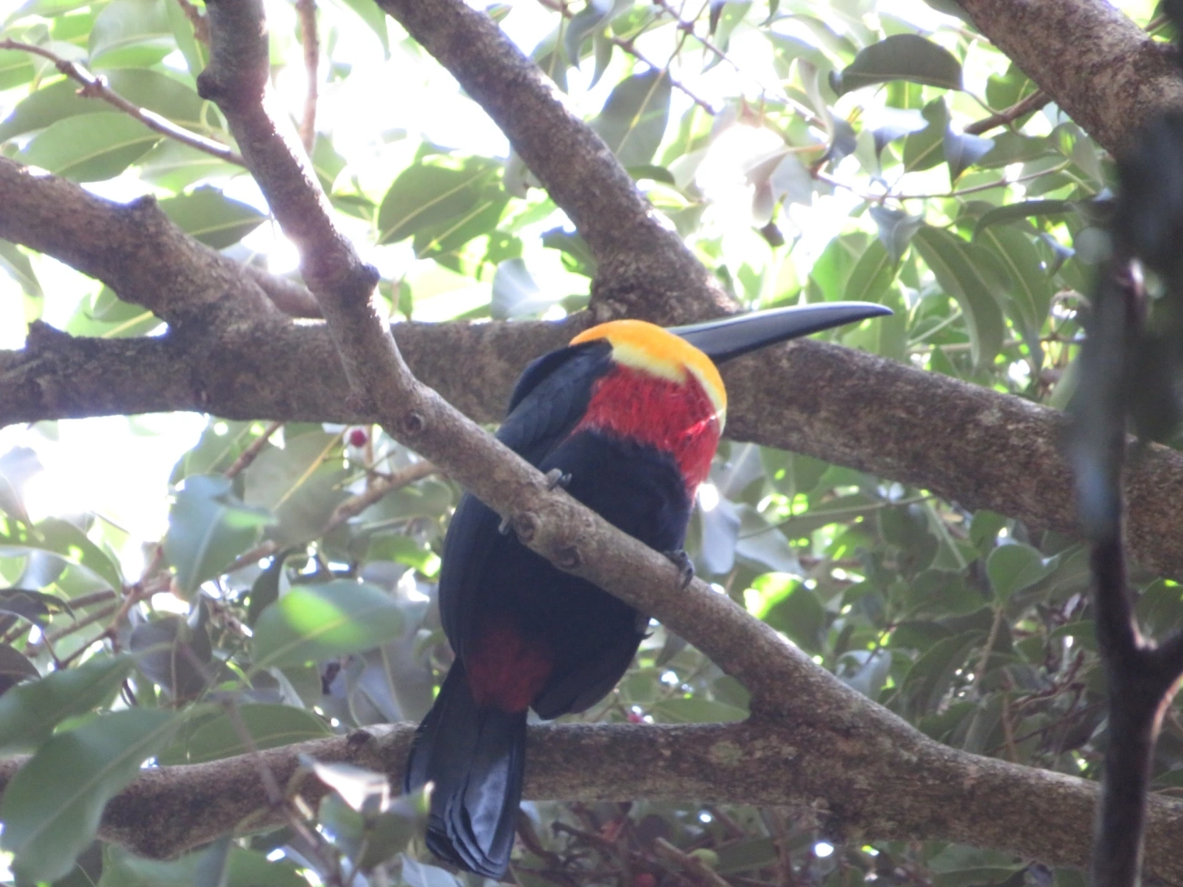 Tucano-de-ariel (Ramphastos vitellinus), aves, fotografado em São Paulo